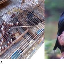 Malaysia is a country in southeast asia. Pdf Traditional Ecological Knowledge Of The Bird Traders On Bird Species Bird Naming And Bird Market Chain A Case Study In Bird Market Pasty Yogyakarta Indonesia