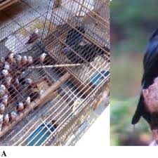 Faq perintah kawalan pergerakan bersyarat di malaysia | enhanced movement control order faq in malaysia. Pdf Traditional Ecological Knowledge Of The Bird Traders On Bird Species Bird Naming And Bird Market Chain A Case Study In Bird Market Pasty Yogyakarta Indonesia