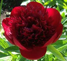 Foto Bunga Paling Romantis Gunakan Makna Bunga Ini Untuk Memilih Bouquet Hari Valentine Yang 10 Makna Bunga Paling Romantis Gambar Bunga Bunga Bunga Peony