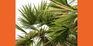 Image result for Acoelorrhaphe wrightii