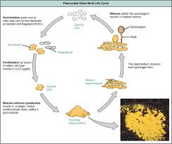 Classification Of Protists Biology Ii