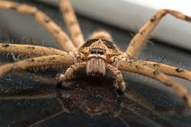 Tampa is the largest city in the tampa bay area. Spiders In Florida Series Common Domestic House Spiders Drive Bye Pest Exterminators