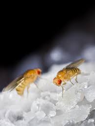 Lewis, récompensés pour leur recherche sur le contrôle. Drosophila 1981 British Society For Immunology