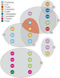 Image result for Ficus chirindensis