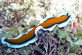 Image result for Pseudopod Ospermum