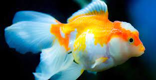 Sebab ikan corydoras akan mencari. 10 Jenis Ikan Mas Koki Paling Populer Di Indonesia