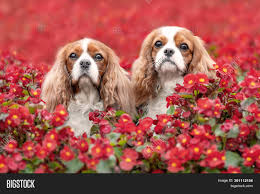 Check spelling or type a new query. Two Cute Cavalier King Image Photo Free Trial Bigstock