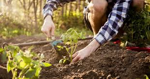 Gartenkalender Was Mache Ich Wann Im Garten Gartenkalender Garten Bepflanzen Garten Pflanzen