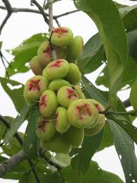 Jambo is a swahili greeting or salutation. Pin On Frutas Frutas De A A Z