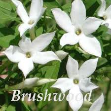 Check spelling or type a new query. Jasminum Brushwood Nursery Clematis Specialists