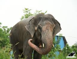 HariUpdate Hari's treatment continues with steady care and compassion. The  wounds on his body are being treated with antibiotics and painkillers. His  footpad abscess is also receiving focused attention, and our team