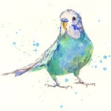 budgie suluboya resimler muhabbet kuslari sanatsal resimler