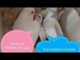 Yavru Besleme Zamani Youtube Muhabbet Kuslari Youtube Kusu
