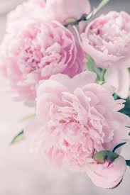 Pin By Renew On Masculine Flowers Light Pink Flowers Pink Peonies Wallpaper Flower Phone Wallpaper