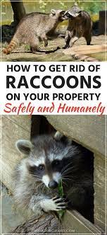 How To Get Rid Of Raccoons Humanely And Safely Getting Rid Of Raccoons Raccoon Raccoon Repellent