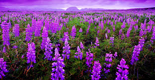 Se trata de una decoración moderna en tonos morados o lilas. Asi Nacio El Color Morado