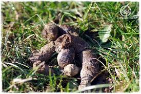 We did not find results for: Was Tun Gegen Katzenkot Im Garten Mittel Und Tipps Topfgartenwelt