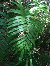 Image result for Pteris kivuensis