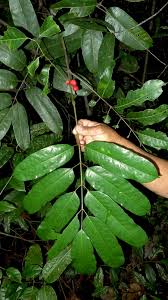 Image result for Burseraceae