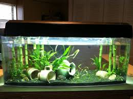 Lucky Bamboo In Aquariums Google Search Fish Tank Themes Fresh Water Fish Tank Diy Fish Tank