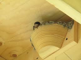 Before european colonization, barn swallows nested mostly in caves, holes, crevices and ledges in cliff faces. Barn Swallow Selection Of Artificial Nesting Structures Orientated Towards Suitable Foraging Habitat