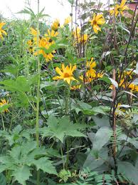 Image result for Helianthus