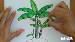 Check spelling or type a new query. Menggambar Dan Mewarnai Pohon Pisang Dengan Krayon Drawing And Coloring Banana Tree S With Crayon S Youtube