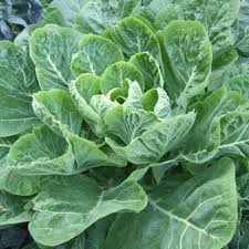 Freshly cooked collard greens in the freezer maintain their best quality for 2 to 3 months before going bad if you store them properly in their right conditions in the freezer. Harvesting And Preserving Garden Greens Delishably