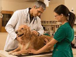 Exotic vet near me will be a common question for pet parents. Best Exotic Vet Surfers Paradise 07 5646 3784