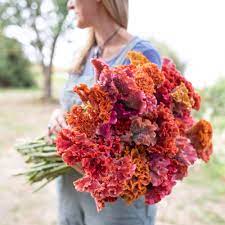Pin On Flowers