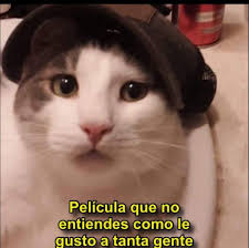 Buenas noches, disculpen mi gatihijo se extravío en Riobamba/ Ecuador. Por  favor ayúdenme lo necesito ofrezco una buena recompensa 🙏🏻🙏🏻🙏🏻