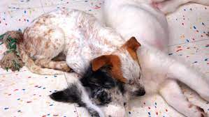 Jun 02, 2015 · how to treat ear mites in dogs diagnosing ear mites in dogs. How To Treat Ear Mites In Puppies And Dogs