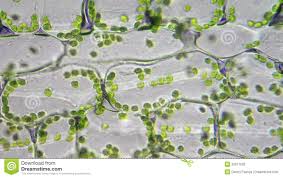 We did not find results for: A Citi La Risc Uite Cloroplasts In The Cell Microscopic View Josephquimbyjr Com