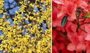 Les plus belles variétés à planter en haie fleurie, en massif ou en isolé, pour l'ombre ou le soleil. 30 Varietes D Arbustes Pour Profiter D Un Jardin Fleuri Toute L Annee
