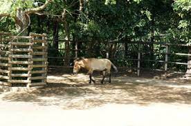 千葉動物公園 ハクギュウとモウコノウマ 動物公園 家畜 千葉