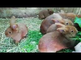 Maybe you would like to learn more about one of these? Uj Zelandi Voros Nyul Csalad Youtube