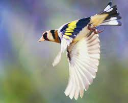 Goldfinch In 2020 Goldfinch Wild Birds Beautiful Birds