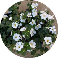 Image result for Bacopa