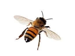 This method will take a while to get rid of all the bees, but the worker bees from the surrounding areas will bring the borax back to the hive, resulting. Best Home Remedies To Get Rid Of Honey Bees Boldsky Com