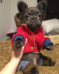 We did not find results for: Cheap French Bulldog Puppies Under 500 Ethical Frenchie