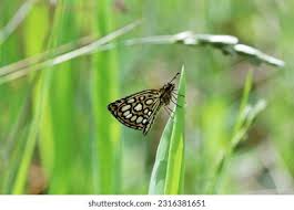 Image result for Heteropterus morpheus