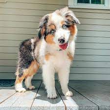 Australian shepherd puppies for sale australian shepherds are the ultimate working dogs. Australia Shepard Puppies For Adoption Home Facebook