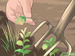 Berkebun di rumah, cara berhemat belanja di tengah pandemi. Cara Berkebun Dengan Gambar Wikihow