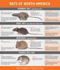 rats types of rats in north america automatic trap company