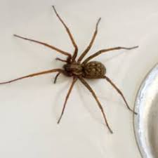 Large Spiders In Tn Aumondeduvin Com