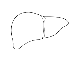 They combine black and white in a continuum producing a range of shades of gray. Liver Black And White Coloring Pages Google Search Easy Science Experiments Easy Science Body Organs
