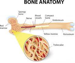 Deep to the compact bone layer is a region of spongy bone where the bone tissue grows in thin columns called. Bones Types Structure And Function