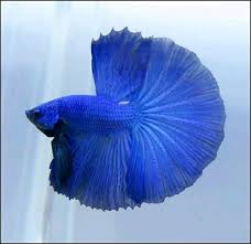 Wrong, no other online pet shop in gurgaon delivers you the same day, but only petsutra. Royal Blue Betta Fish Pet Blue Green