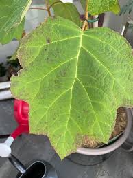 Image result for Cercospora hydrangea