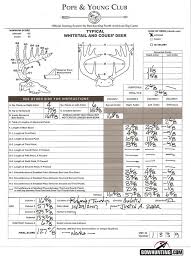 scoring pope young deer whitetail deer hunting deer